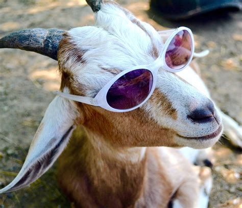 Goat With Glasses Png Goat Watercolor Png Hand Drawn Sublimation Png