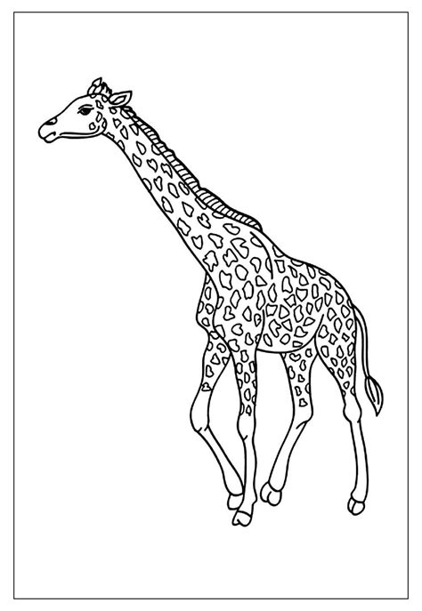 Desenhos De Girafas Para Colorir E Pintar Tudo Para Colorir