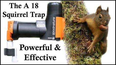 The A18 Squirrel Destroyer A Powerful And Effective Co2 Squirrel Trap