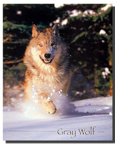 Bring Nature Indoors With This Wild Grey Wolf Running In Snow Field