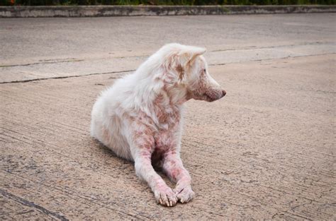 Scabies In Dogs Canine Scabies That Result In Scabs