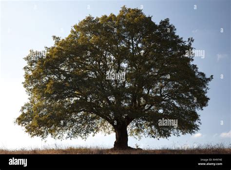 Photo Of Old Giant Oak Tree Stock Photo Alamy