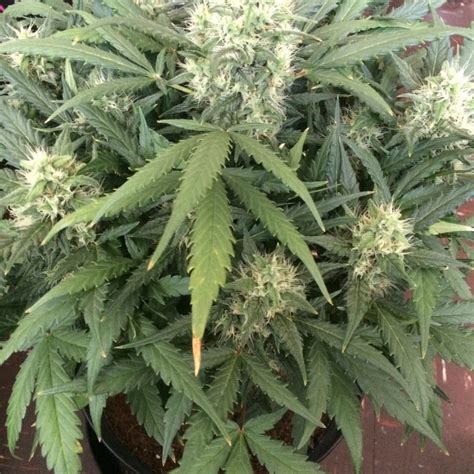 Gorilla Glue Auto Seeds Fast Buds Autoflowering Cannabis