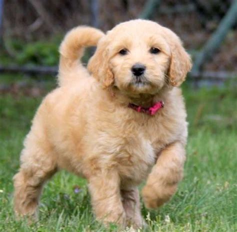Mini groodles who have more golden retriever in their genes will have longer fur and therefore some minimal amounts how much time should you keep aside to provide the exercise a mini goldendoodle on a daily basis? How Big Do Mini Goldendoodles Get | Mini Goldendoodle