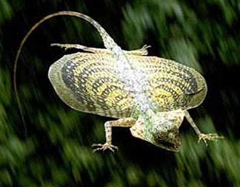 These lizards are capable of gliding flight via membranes that may be extended to create wings (patagia), formed by an enlarged set of ribs. Flying Lizards - Real Dragons Glide in Asian Forests ...