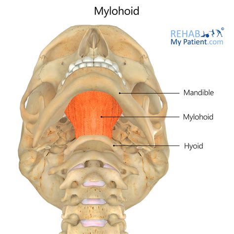 Mylohyoid Rehab My Patient