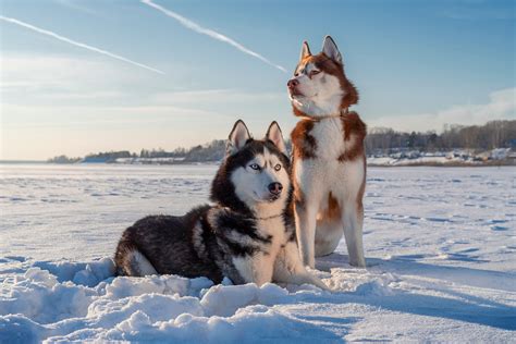 Siberian Husky 101 The Owners Breed Guide Askvet
