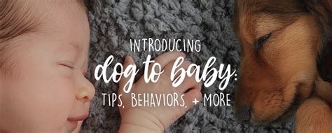 Introducing Dog To Baby Tips Behaviors And More Red Rock Fertility Center