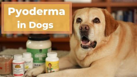 Effective Home Remedies For Pyoderma In Dogs
