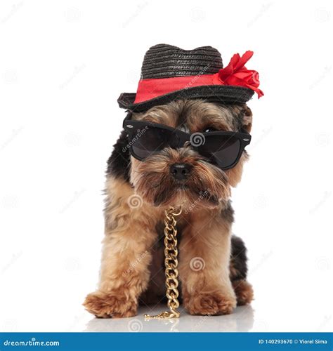 Classy Yorkshire Terrier Wearing Sunglasses And Hat Looks To Side Stock