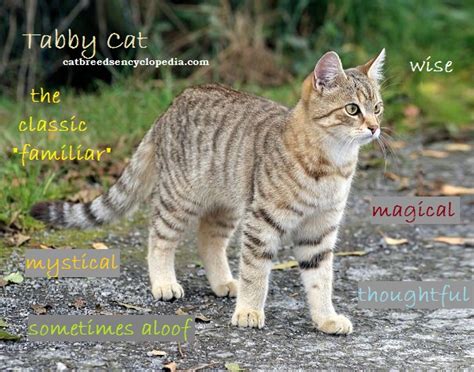 The Tabby Cat Cat Breeds Encyclopedia