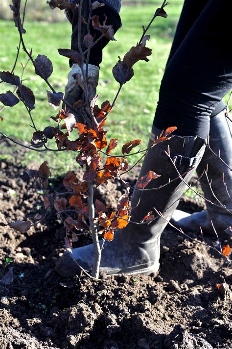 Landscaping 101 How To Plant A Bare Root Hedge Gardenista