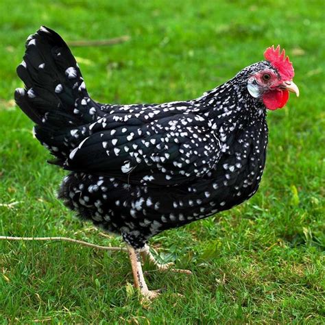 Chickeb Breeds Heritage Breeds And Meat Production Part 1