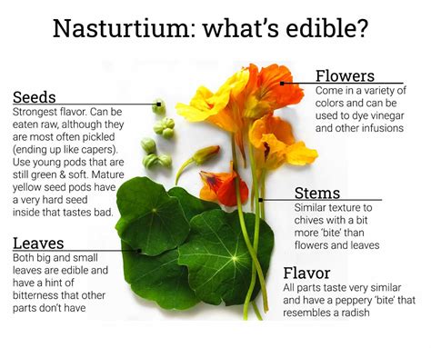 Nasturtium Guide Whats Edible And How To Use It Ask The Food Geek