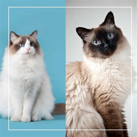 The Ragdoll Vs Birman What Are The Differences Cats On