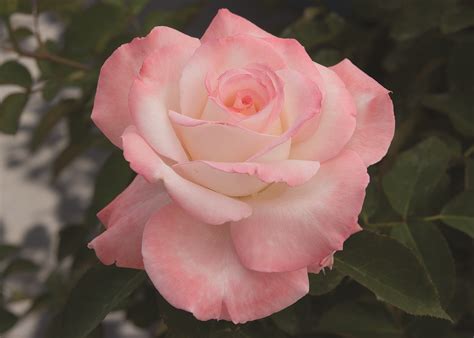 Stop And Smell The Our List Of The Most Fragrant Roses