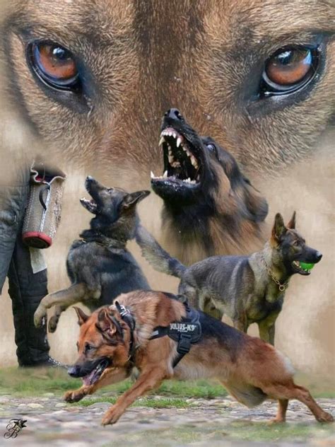 K 9 Units A Special Breed Our Men Women Canine