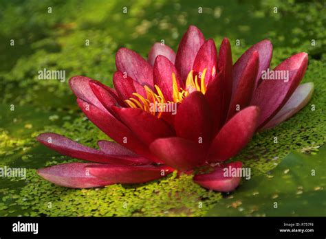 Red Water Lily Stock Photo Alamy