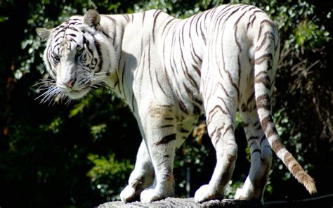 Rare White Tiger Wallpapers Hd Wallpapers Id 9903