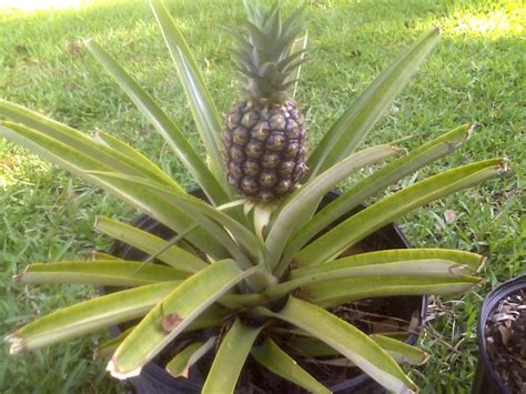 Ents You Have Inspired Me To Start Growing Pineapple