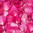 Rose Petals Hot Pink Flower  GlobalRose