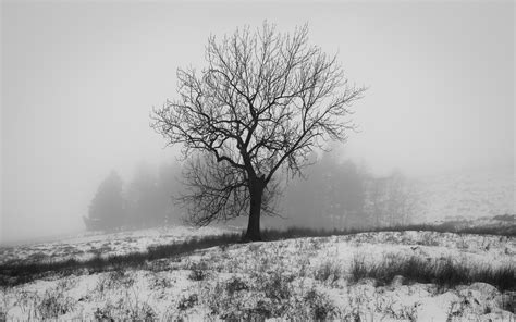 England Winter Nature Snow Tree Fog Wallpaper Nature And Landscape