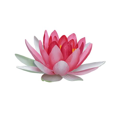Pink Water Lily Lotus Lotus Flower Plant Png Transparent Clipart