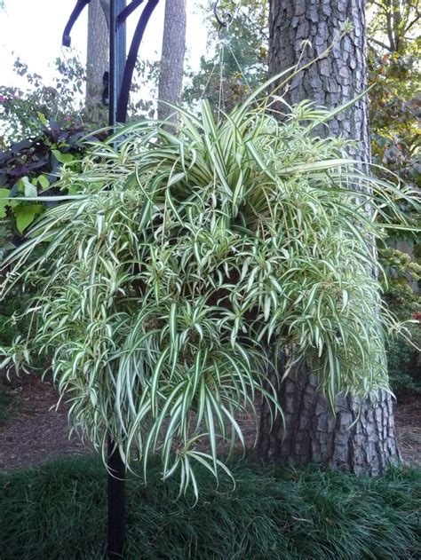 Chlorophytum Comosum Variegatum Variegated Spider Plant Garden