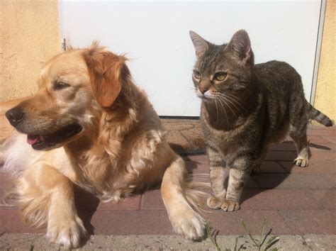 Things We Can Learn from Dogs and Cats - Community in Mission