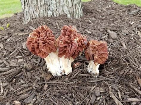 30 Best Morel Mushrooms Hunting Best Recipes Ideas And Collections