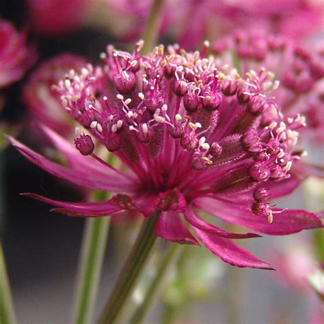 Astrantia Major Sparklingstar Red Staudengärtnerei Peters