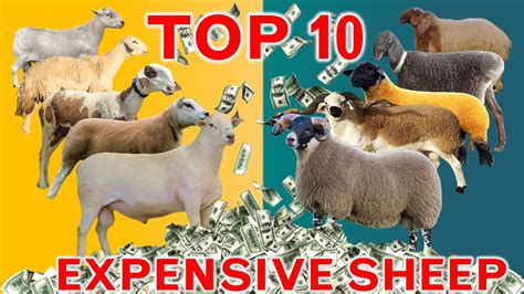 Top 10 Expensive Sheep Breeds In The World Youtube