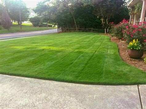 Zoysia Grass Varieties Which Is The Best For You Ng Turf