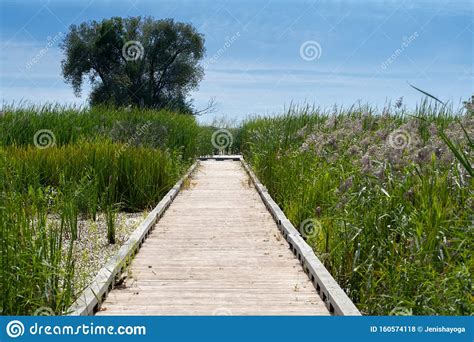 Wooden Boardwalk With Tall Reeds Leading To Lake Michigan Stock Photo