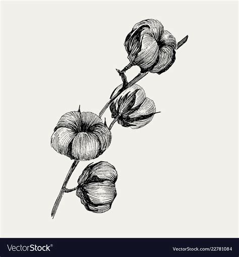 Hand Draw Ink Cotton Plant Engraving Royalty Free Vector