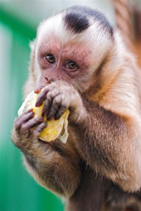 More images for pictures of capuchin monkeys » Eating capuchin monkey II | Second picture of the capuchin ...