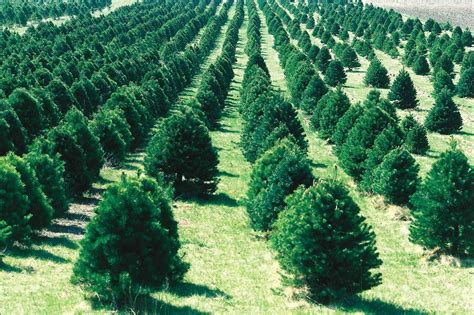 Ochs Christmas Tree Farm | Enjoy Illinois