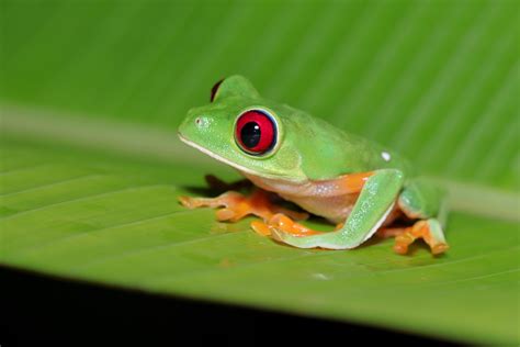 Red Eyed Tree Frog Costa Rica Rwildlifephotography