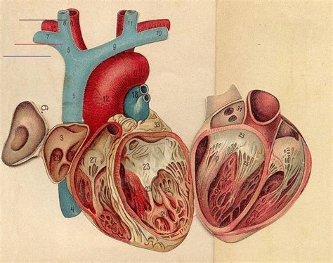 Anatomie Coeur 3 Heart Ephemera Explore Pilllpat Agence Eurekas