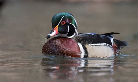 Wood Duck In Winter Stock Photo Image Of Rise National 111645020