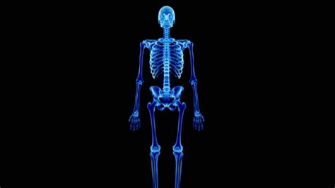 Human Skeletal System Videos And Hd Footage Getty Images
