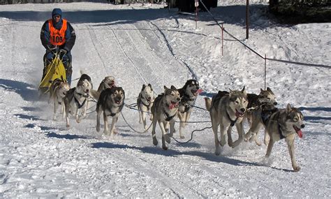 Sled Dog Racing Wikipedia