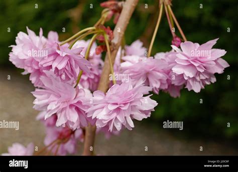 Japanese Weeping Cherry Blossom Stock Photo Alamy