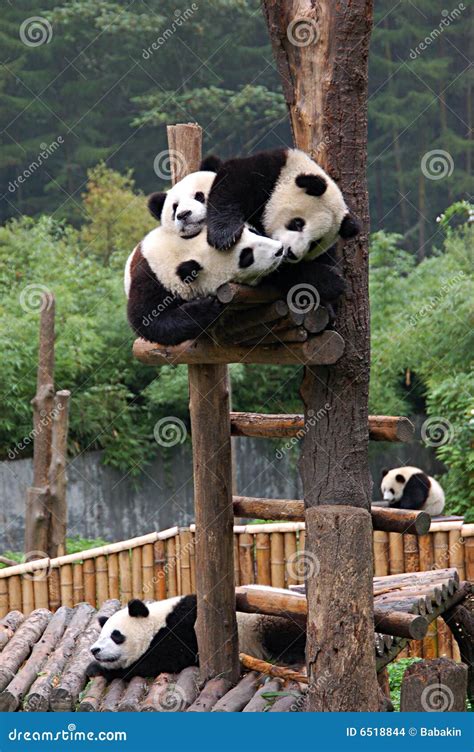 Five Pandas Stock Photo Image Of Thinking Nature Alone 6518844