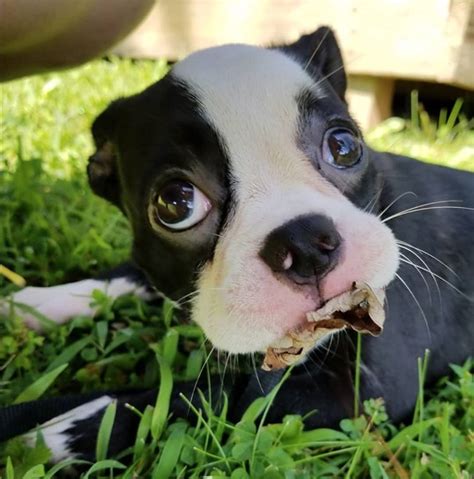 18 Pugs Mixed With Boston Terrier The Paws