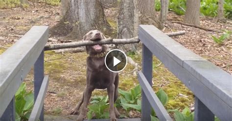 Not A Training Video But This Is So Good This Dog Faces A Dilemma As