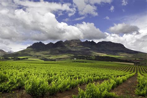 Stellenbosch Wine Country: Tastings and Scenic Beauty