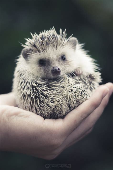 43 Best Hedgehog Cuteness ♡ Images On Pinterest Fluffy