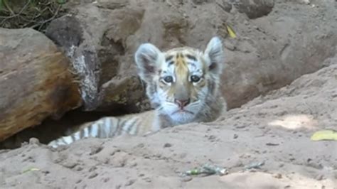 Cubs Golden Tiger Filegolden Tiger 2 Buffalo Zoo Wikimedia