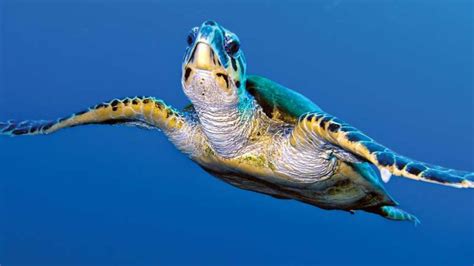 World Turtle Day 2020 7 Amazing Facts About Turtles You Should Know